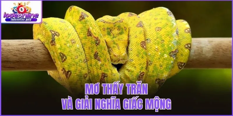Mơ thấy trăn và giải nghĩa giấc mộng